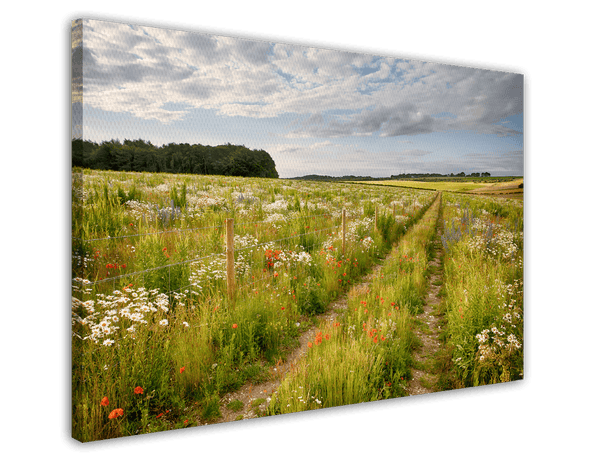 Weg auf einer Blumenwiese
