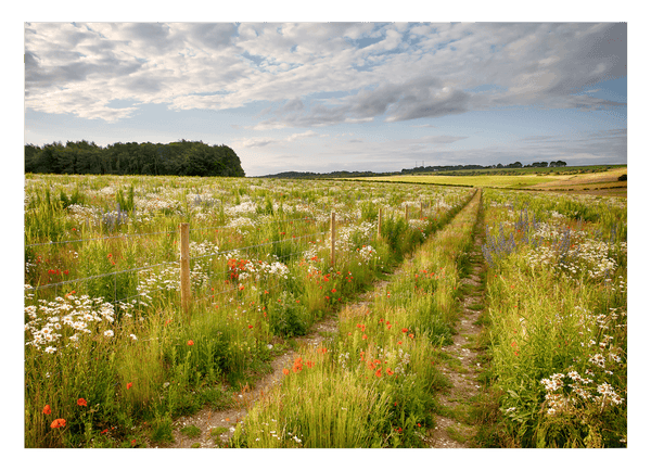 Weg auf einer Blumenwiese
