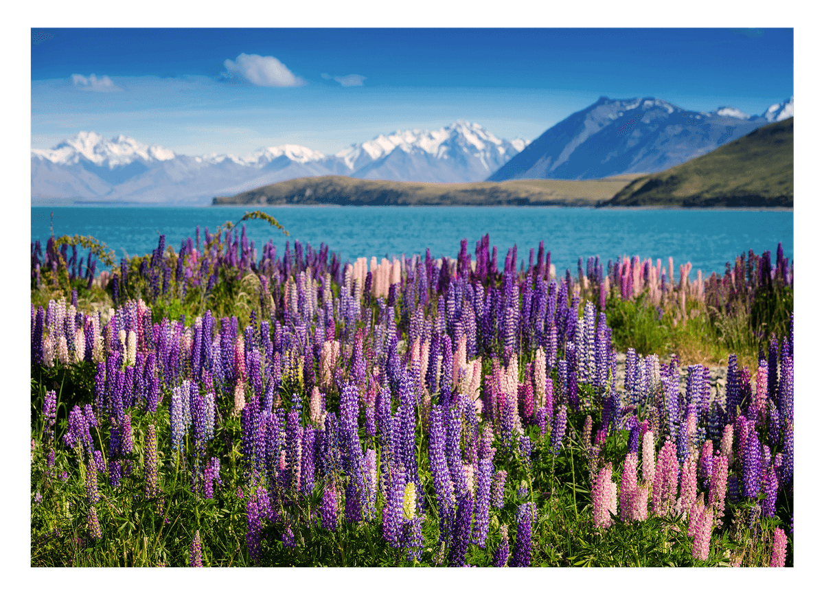 Blumenwiese in blauer Bergsee-Landschaft