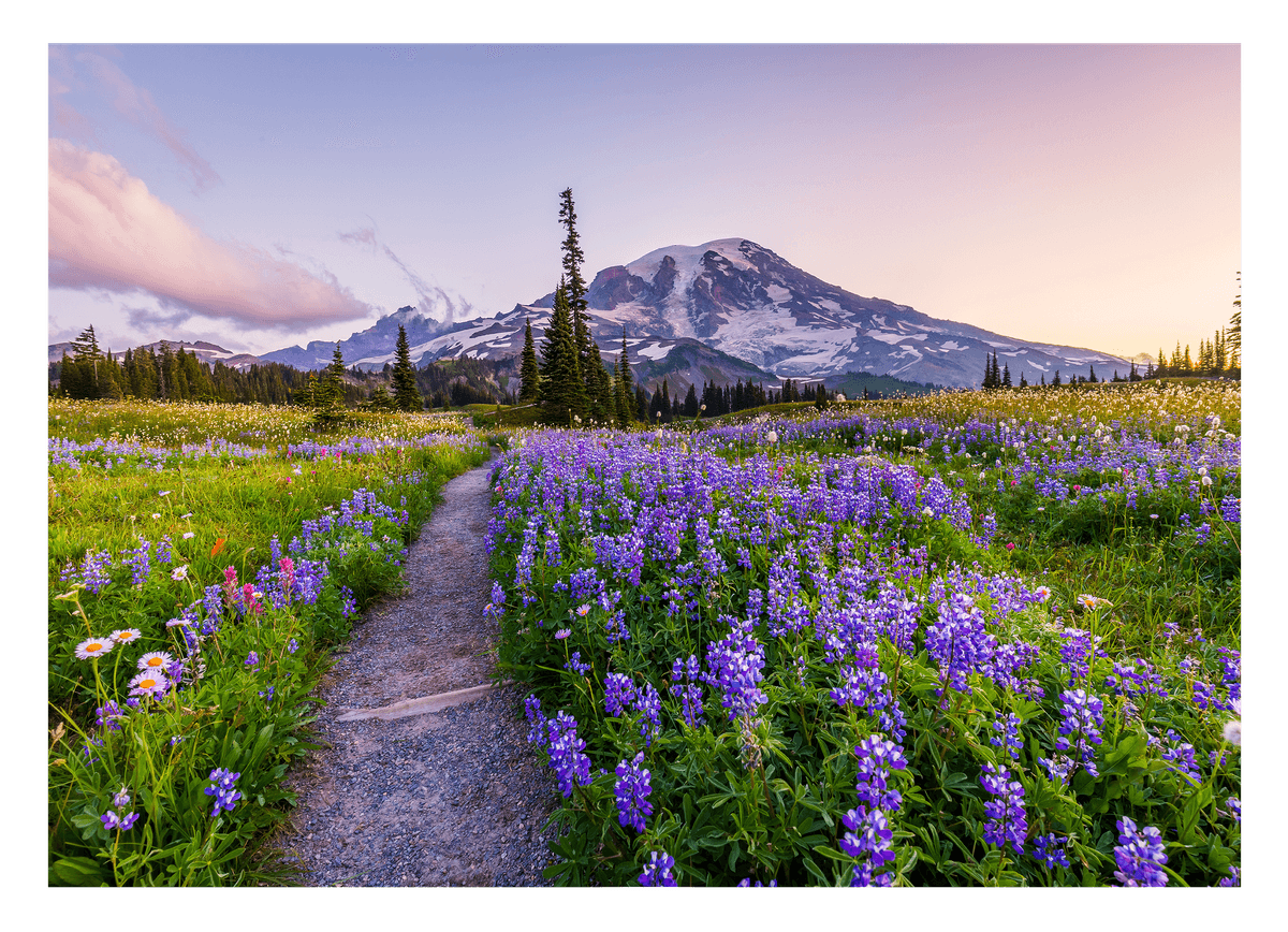 Blumenwiese vor Berg-Kulisse mit violetten Blumen