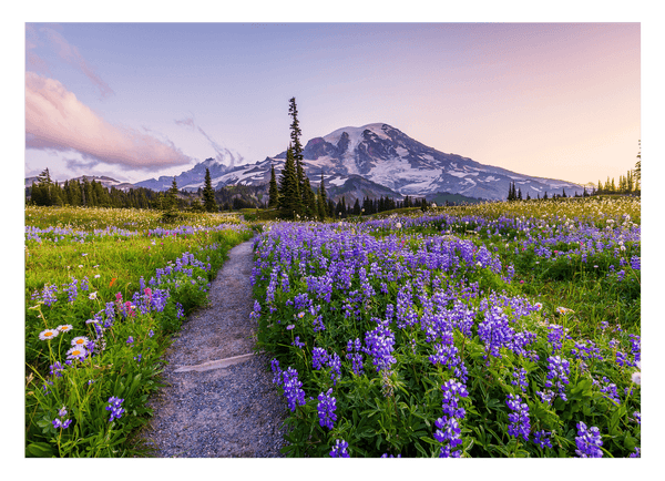 Blumenwiese vor Berg-Kulisse mit violetten Blumen
