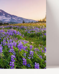 After Hover: Blumenwiese vor Berg-Kulisse mit violetten Blumen