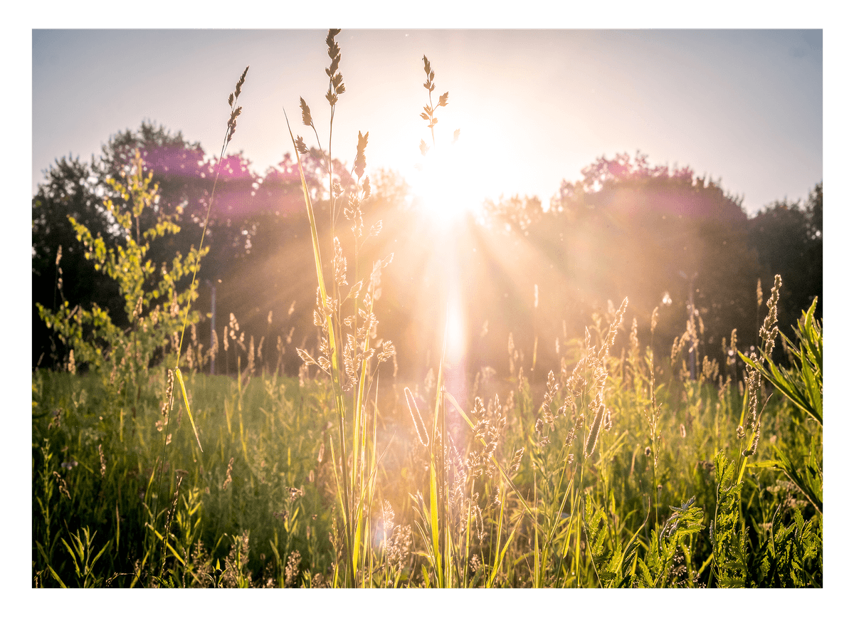 Sonnenstrahlen auf einer Wiese