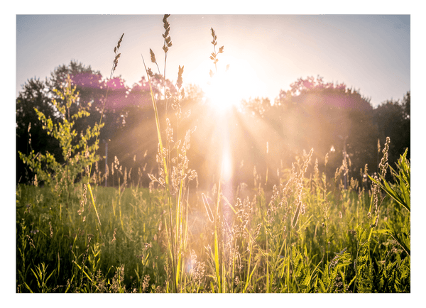 Sonnenstrahlen auf einer Wiese