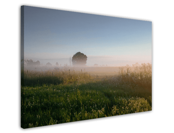 Feld im Nebel