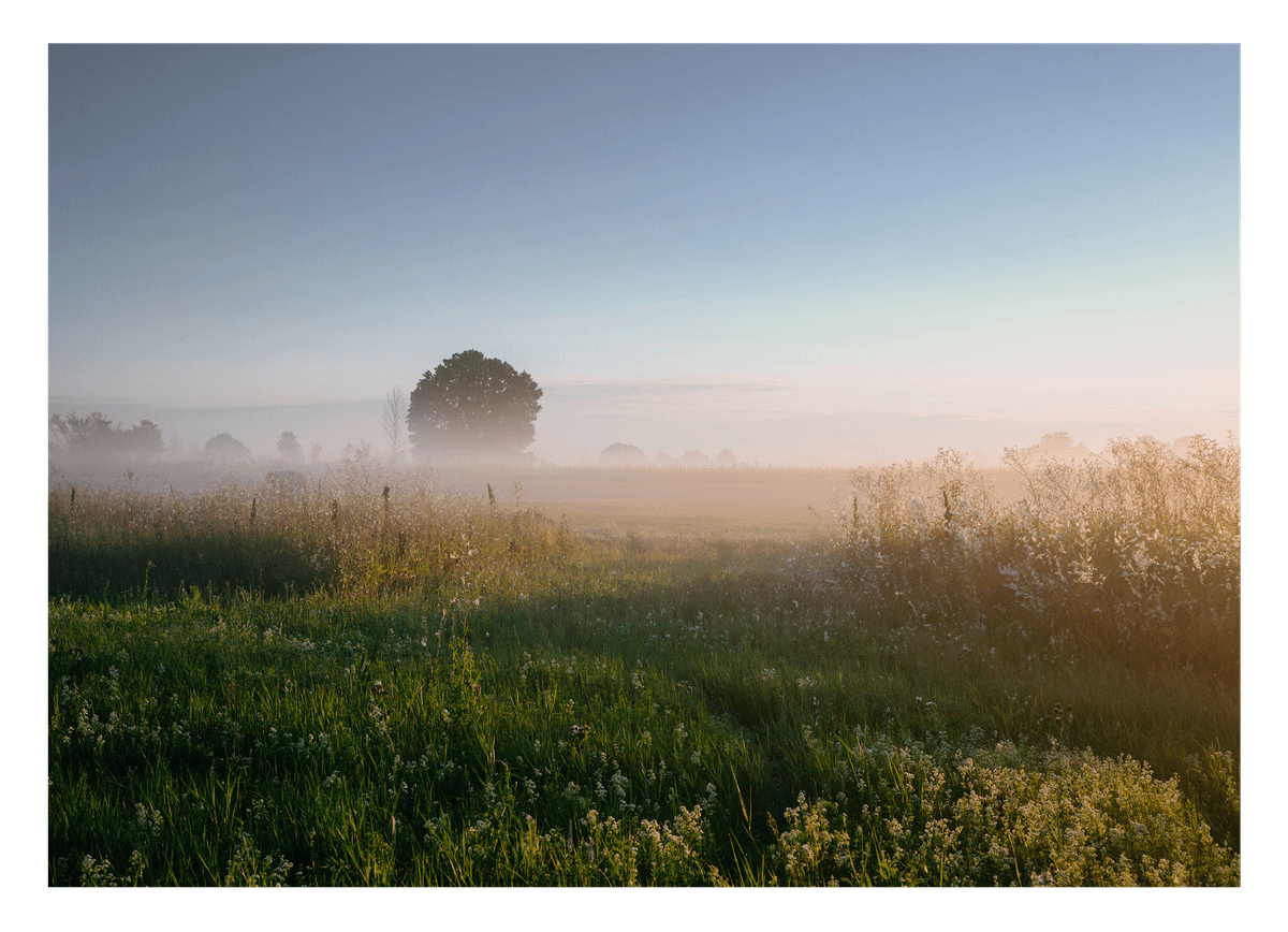 Feld im Nebel