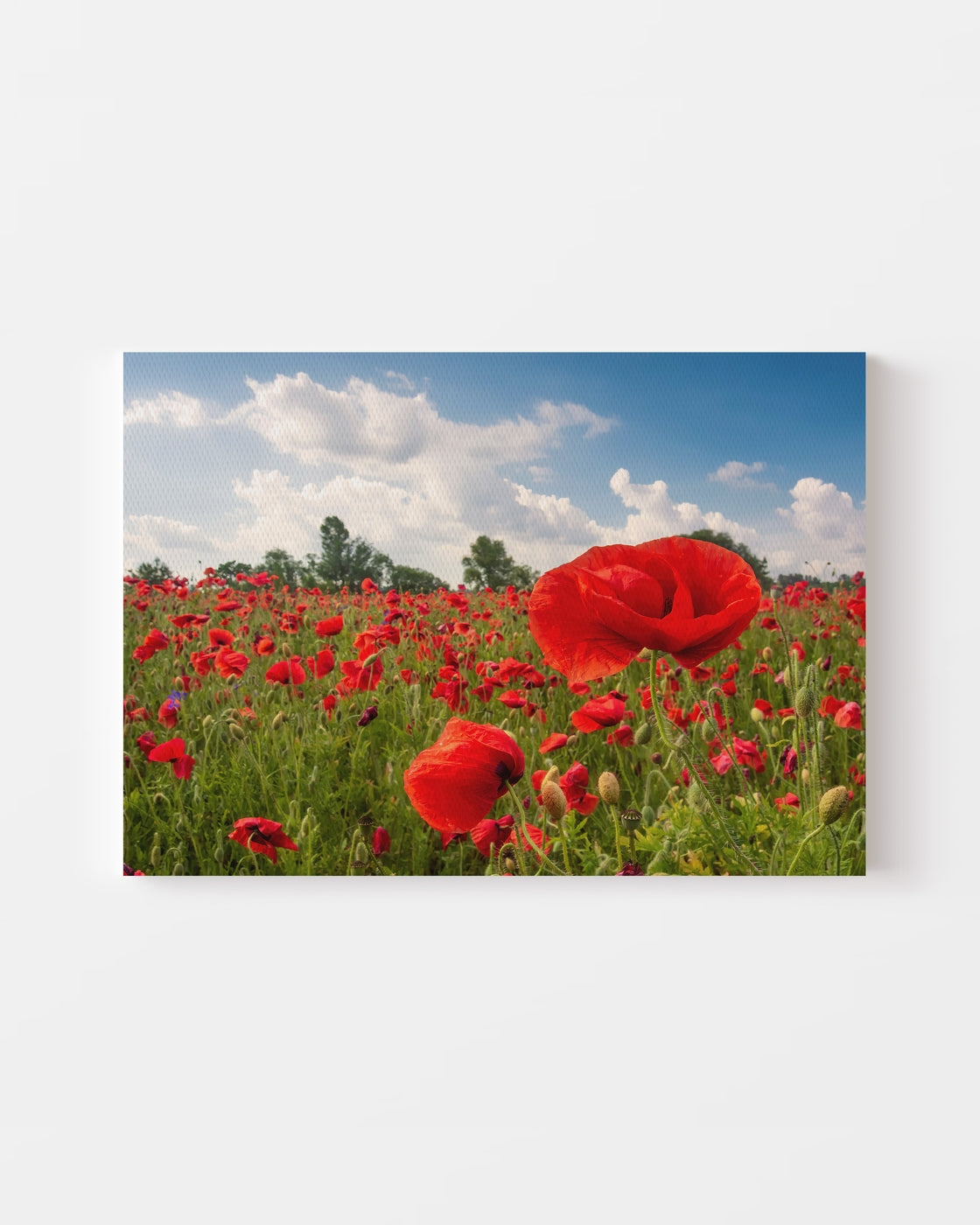stretched-canvas