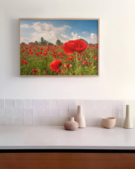 After Hover: Mohnblumen-Wiese