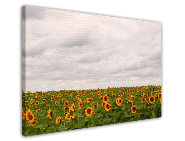 Sonnenblumen-Wiese