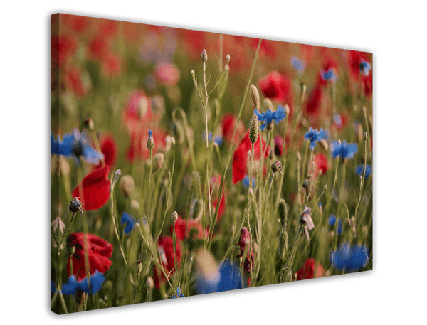 Blumenwiese