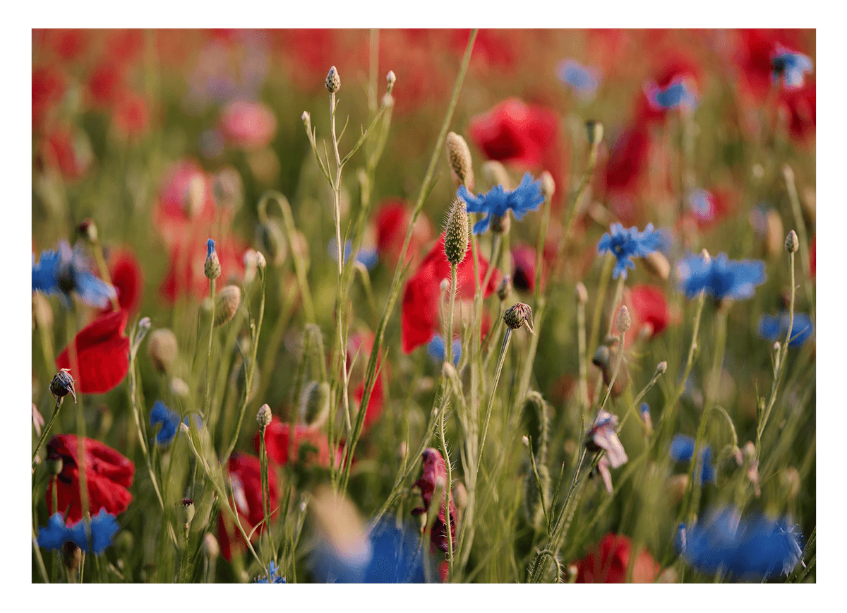 Blumenwiese