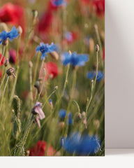After Hover: Blumenwiese