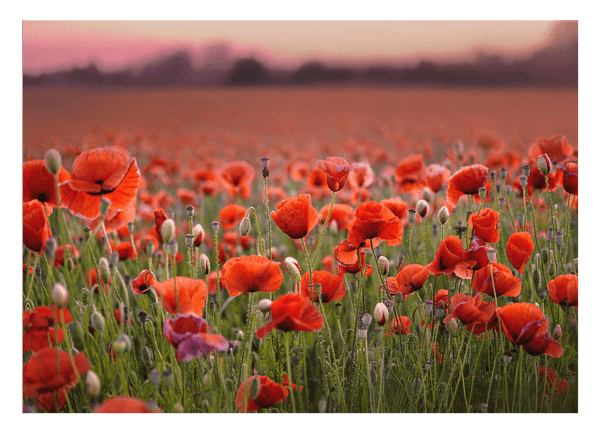 Mohnblumen