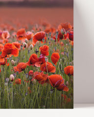 After Hover: Mohnblumen