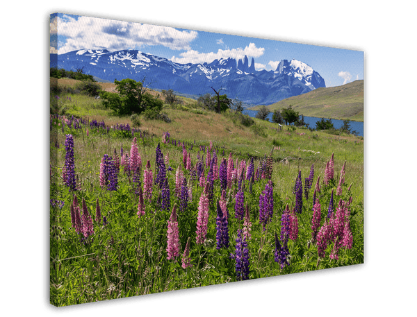 Bergwiese mit Blumen