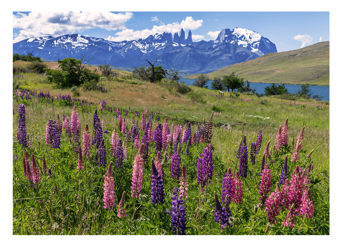 Bergwiese mit Blumen