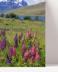 After Hover: Bergwiese mit Blumen