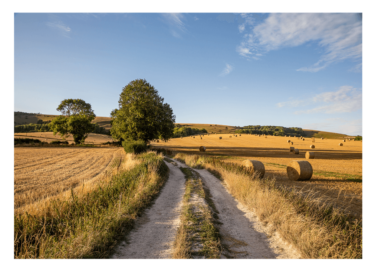 Sommer-Feld