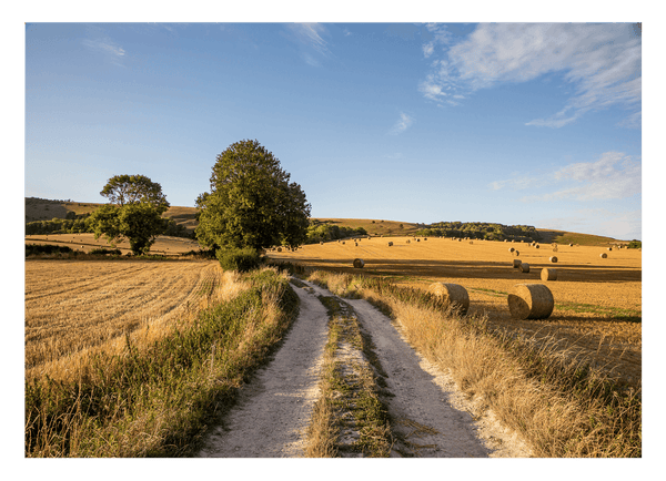 Sommer-Feld