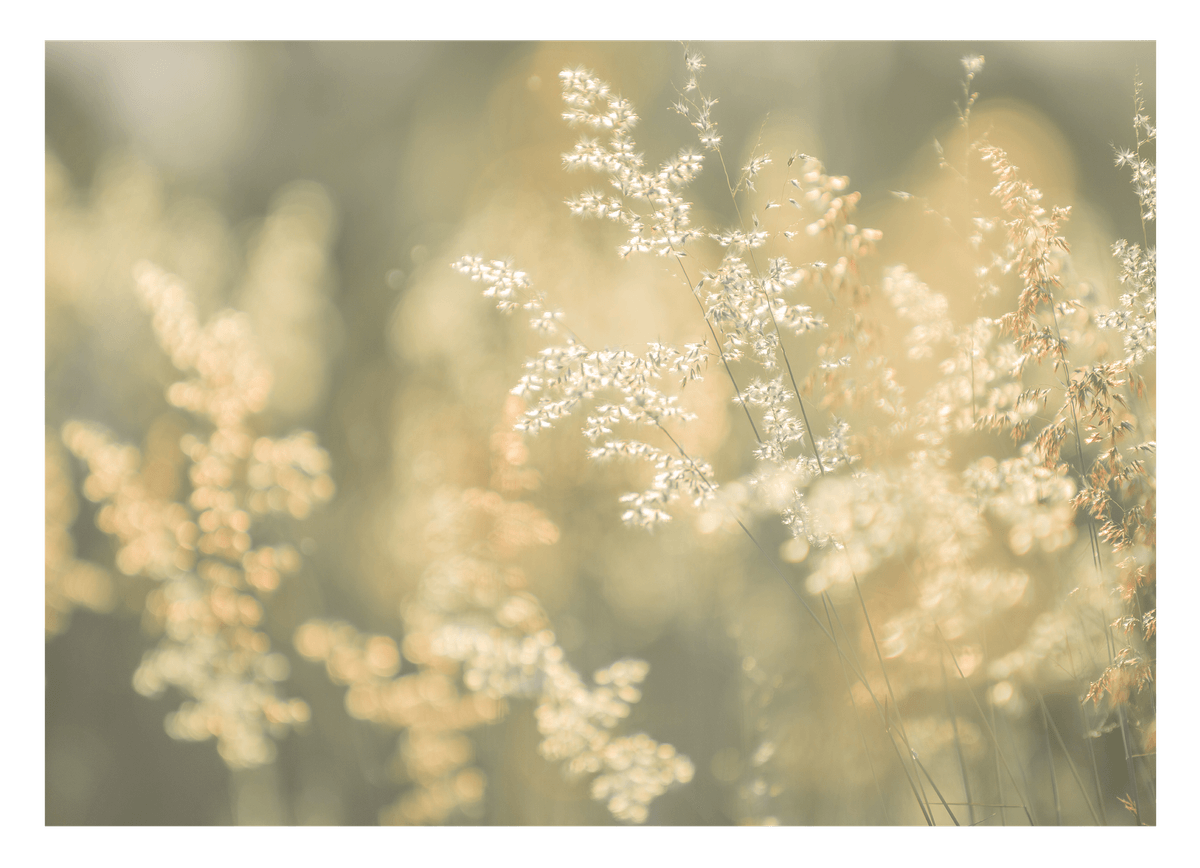 Gräser und Blumen - Nahaufnahme