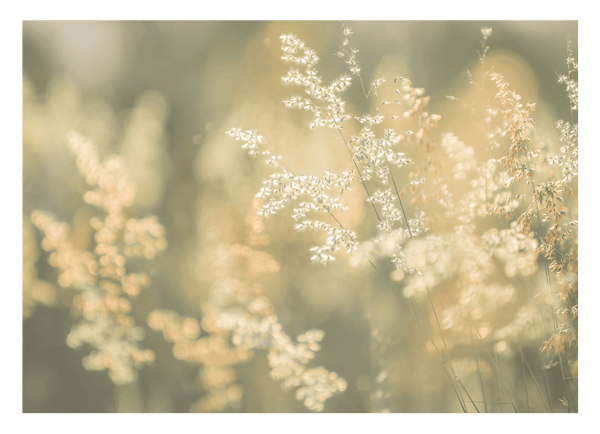Gräser und Blumen - Nahaufnahme