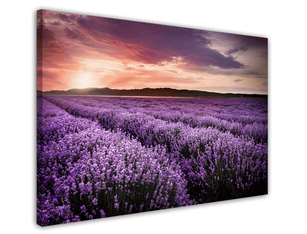Lavendelfeld im Sonnenuntergang - Natur Fotografie