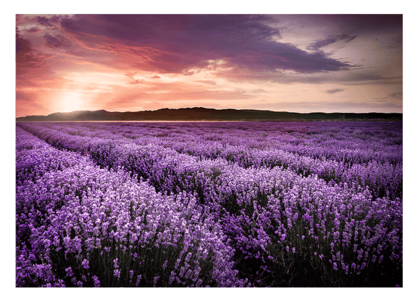 Lavendelfeld im Sonnenuntergang - Natur Fotografie