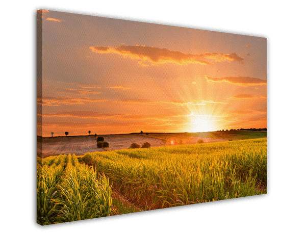 Sonnenuntergang am Feld