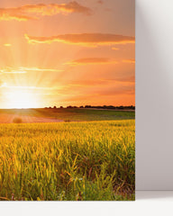 After Hover: Sonnenuntergang am Feld