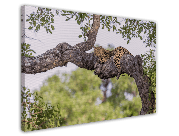 Leopard auf einem Baum