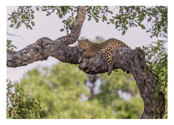 Leopard auf einem Baum