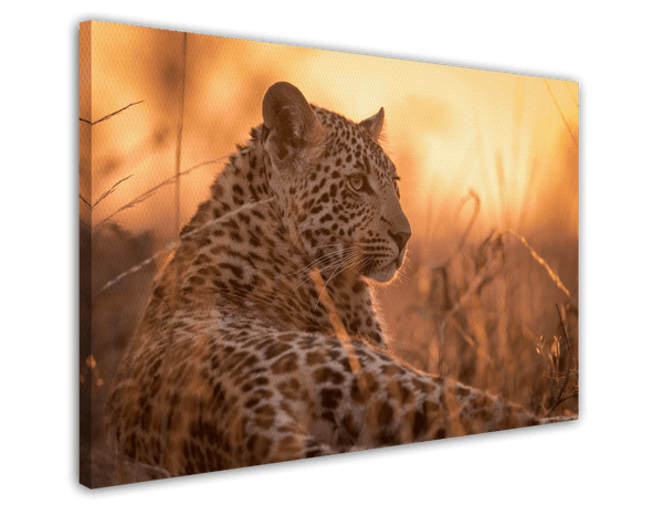 Leopard in der Savanne Afrikas