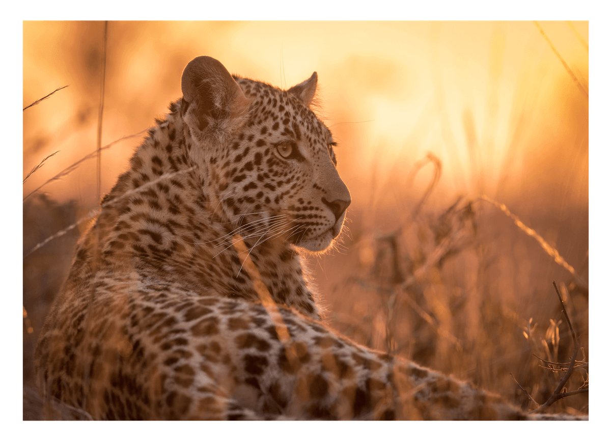 Leopard in der Savanne Afrikas