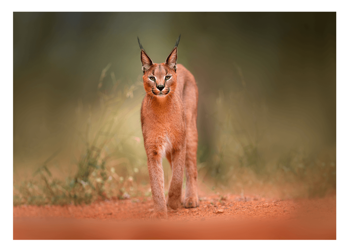 Karakal Großkatze auf rotem Sand