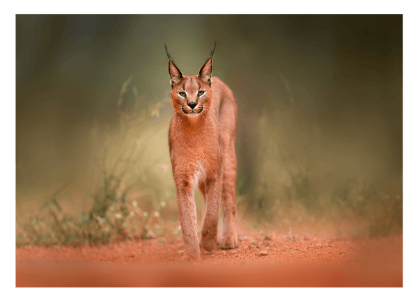Karakal Großkatze auf rotem Sand