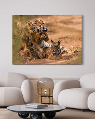 After Hover: Tiger-Familie
