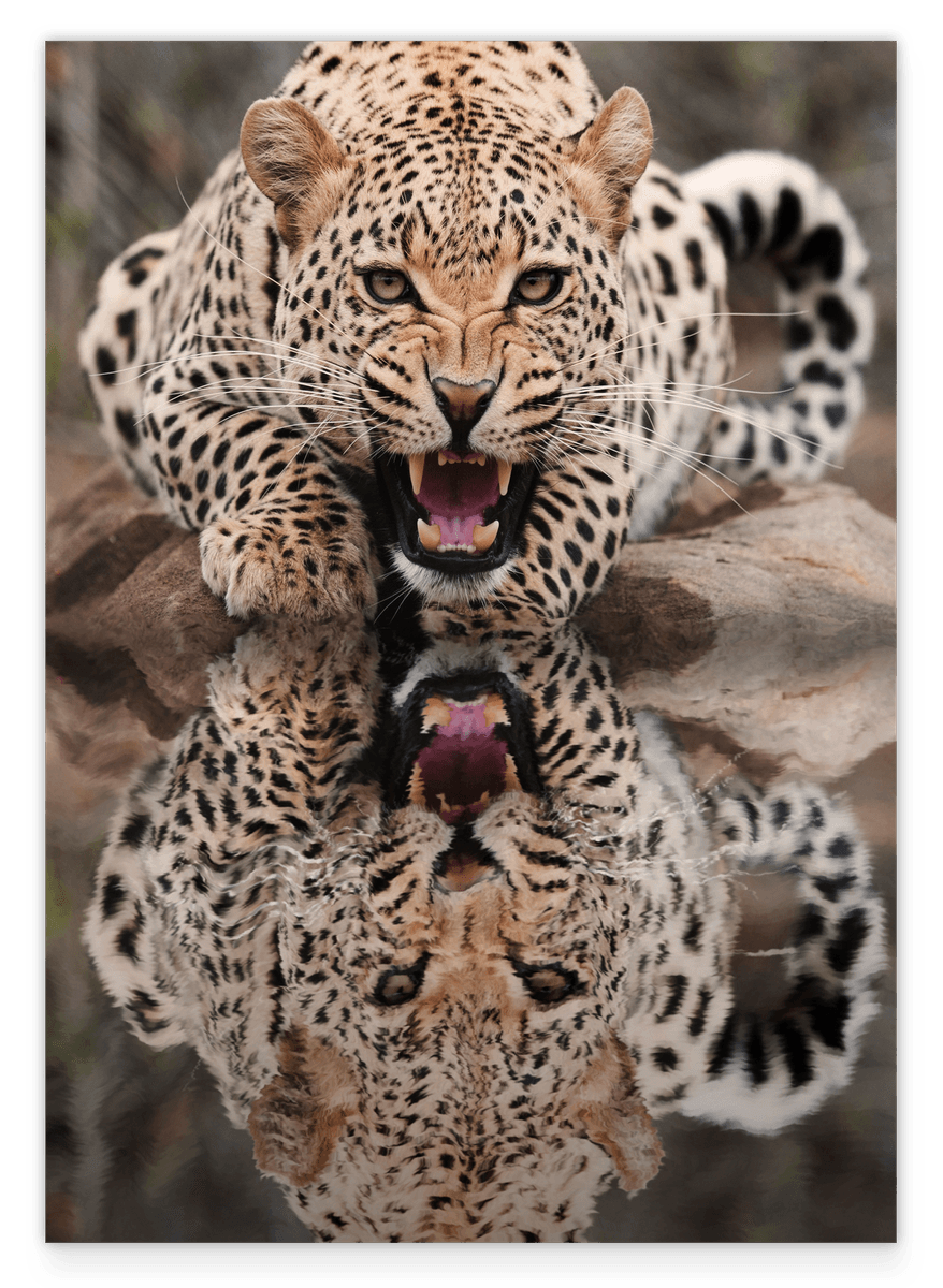 Fauchender Leopard