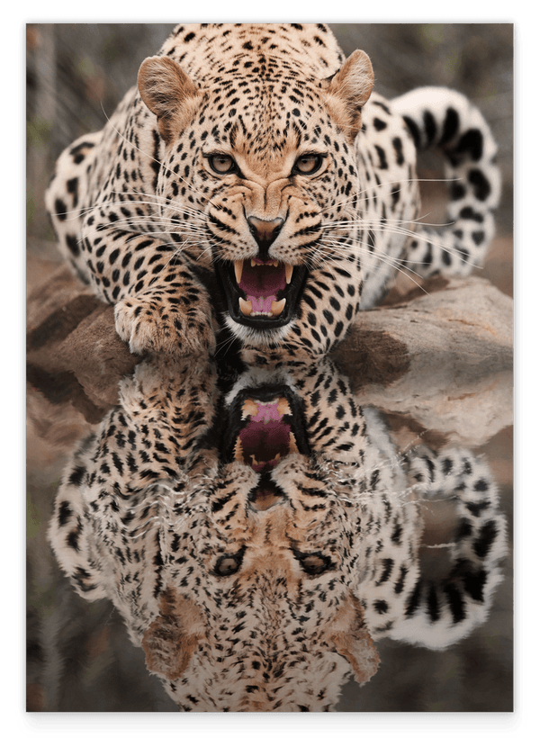 Fauchender Leopard