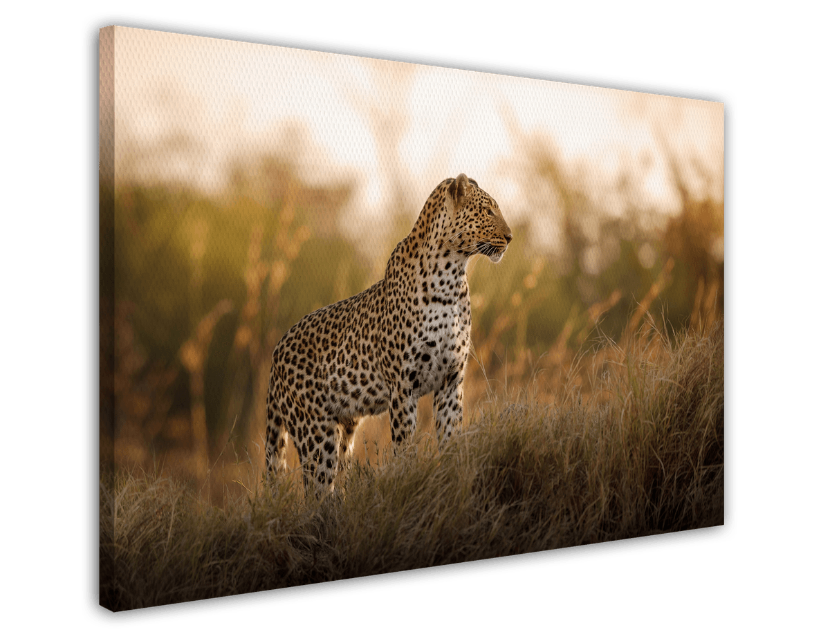 stretched-canvas