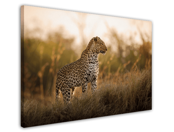 Leopard im hohen Gras