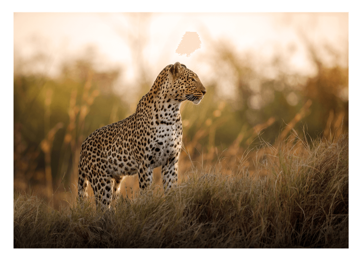 Leopard im hohen Gras