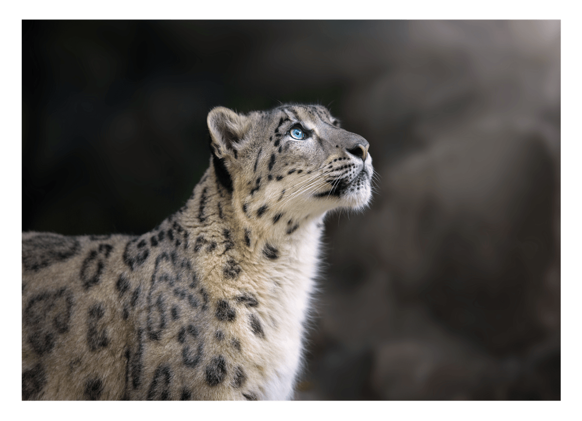Schneeleopard
