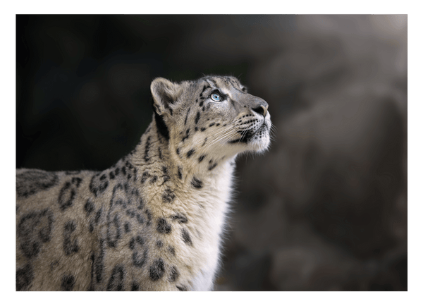 Schneeleopard