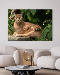 After Hover: Karakal mit Jungtieren - Großkatzen Wildtier Fotografie