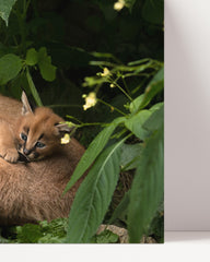 After Hover: Karakal mit Jungtieren - Großkatzen Wildtier Fotografie