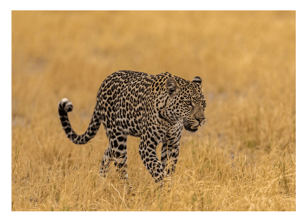Leopard