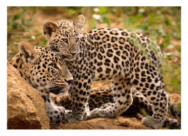 Leoparden-Mutter und Junges