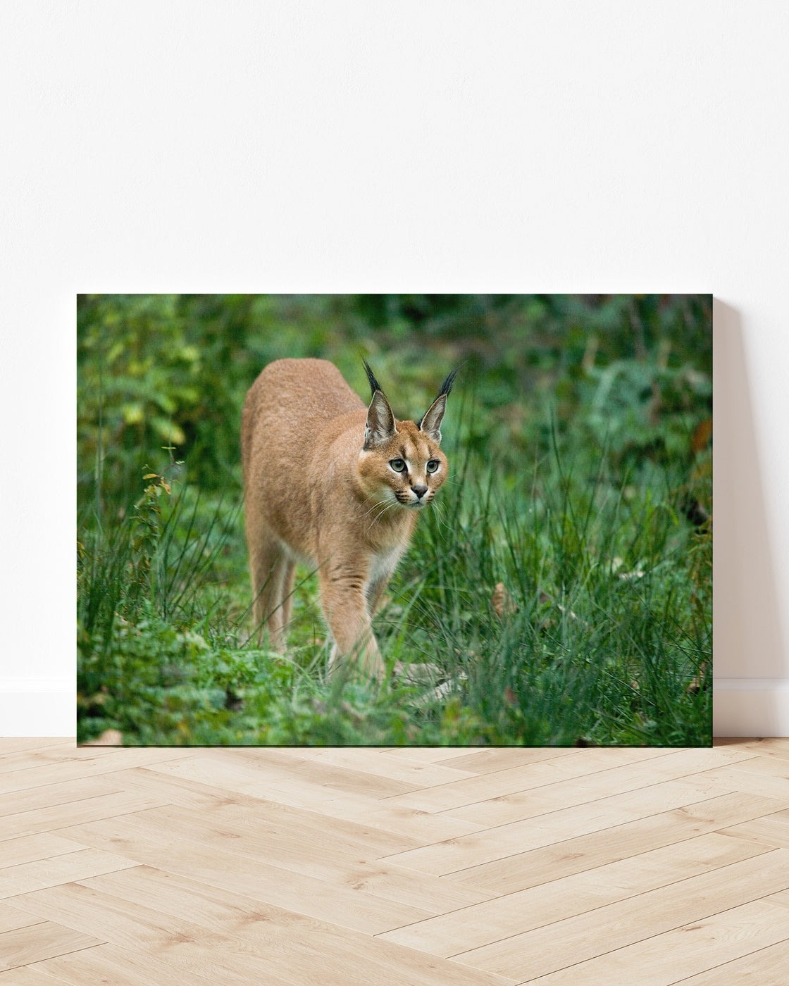 stretched-canvas