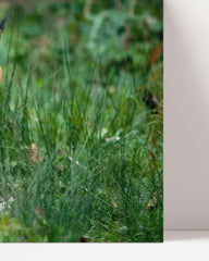 After Hover: Karakal Großkatze in grüner Natur - Tier Fotografie