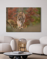 After Hover: Luchs